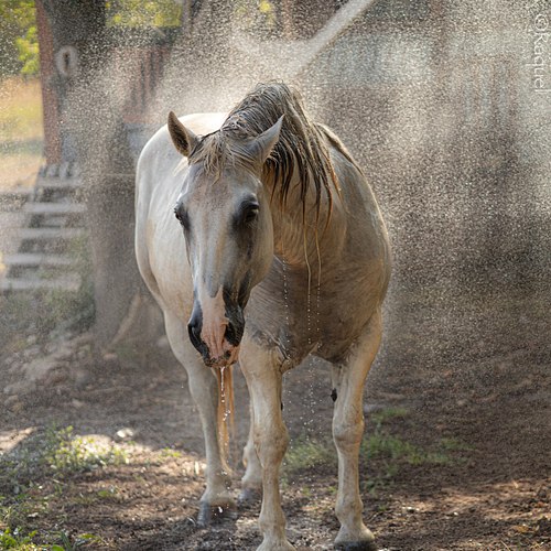 Portichju, cheval croisé espagnol et Percheron, photographié sous les éclaboussures d’eau