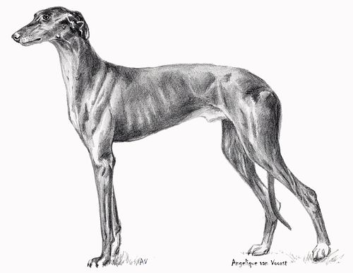 Black-and-white pencil drawing of a slender Galgo Español in full profile, looking left