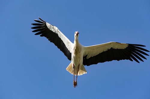V&ouml;gel