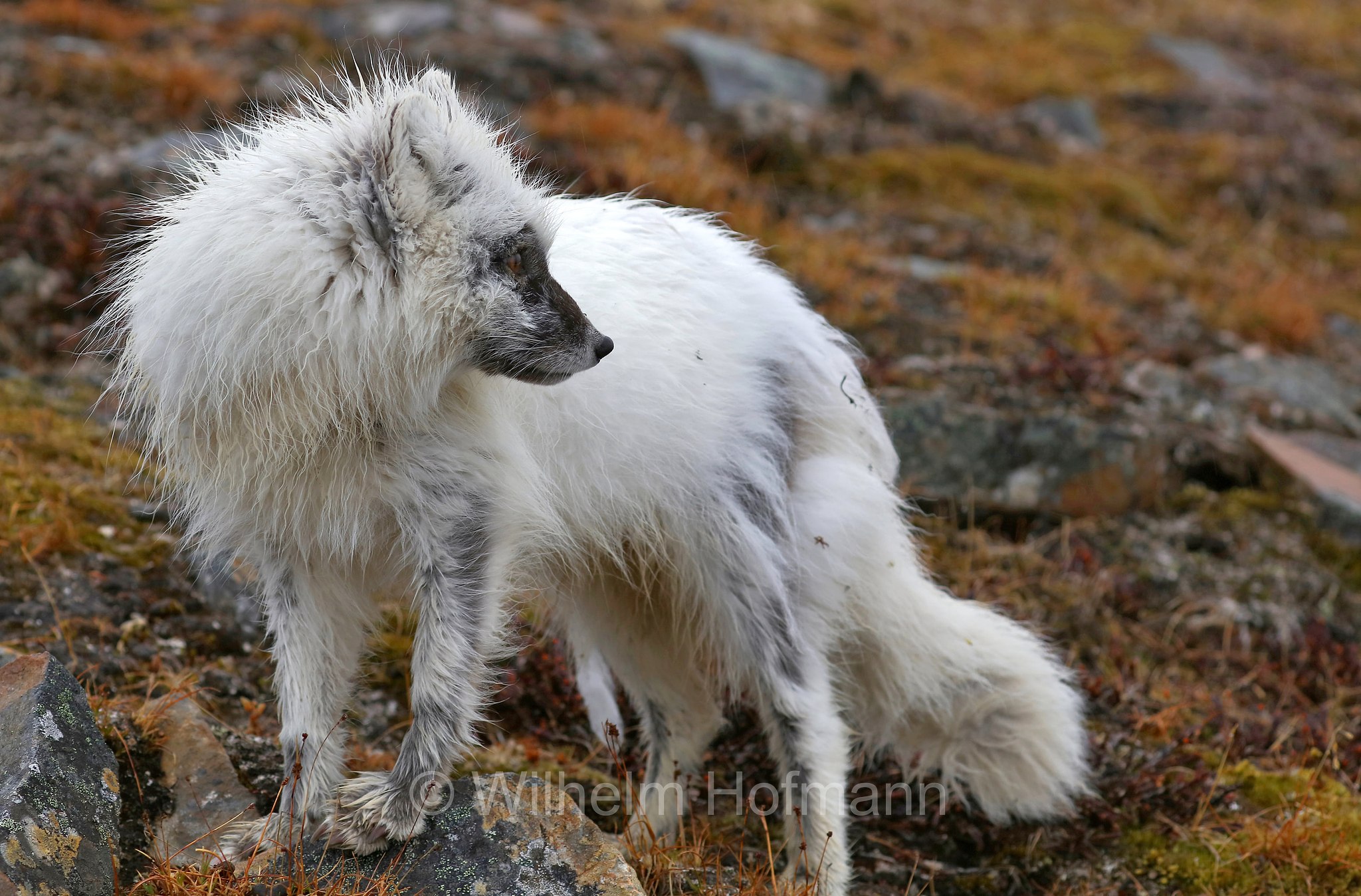 Vulpes lagopus, Alopex lagopus, Arctic fox, white fox, polar fox, snow fox, Polarfuchs, Schneefuchs, Eisfuchs, volpe artica, Björndalen Valley, Svalbard, Spitzbergen, Norway, Norwegen, Norvegia