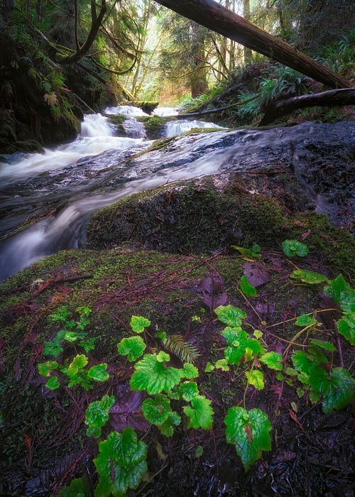 Waterfall, stream, river, creek, flowing water, long exposure, nature, landscape, travel, hiking, adventure, escape, light, rocks, moss, ferns, forest, rain, park, Washington, port Ludlow, pacific, northwest, light, dark, shadow, clover, perspective