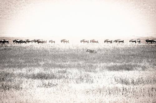 Gnous en Tanzanie