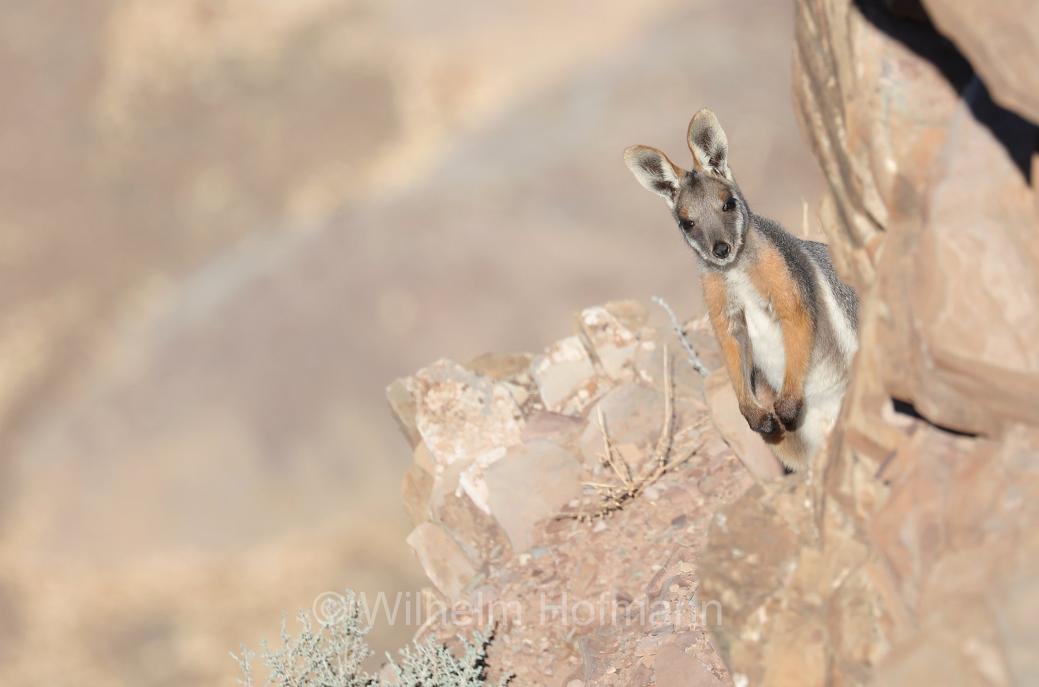 yellow-footed rock-wallaby, ring-tailed rock-wallaby, Gelbfuß-Felskänguru, wallaby delle rocce dai piedi gialli, Petrogale xanthopus, Brachina Gorge, Ikara–Flinders Ranges National Park, Ikara-Flinderskette-Nationalpark, parco nazionale Monti Flinders, South Australia, Südaustralien, Australia Meridionale, Australia, Australien