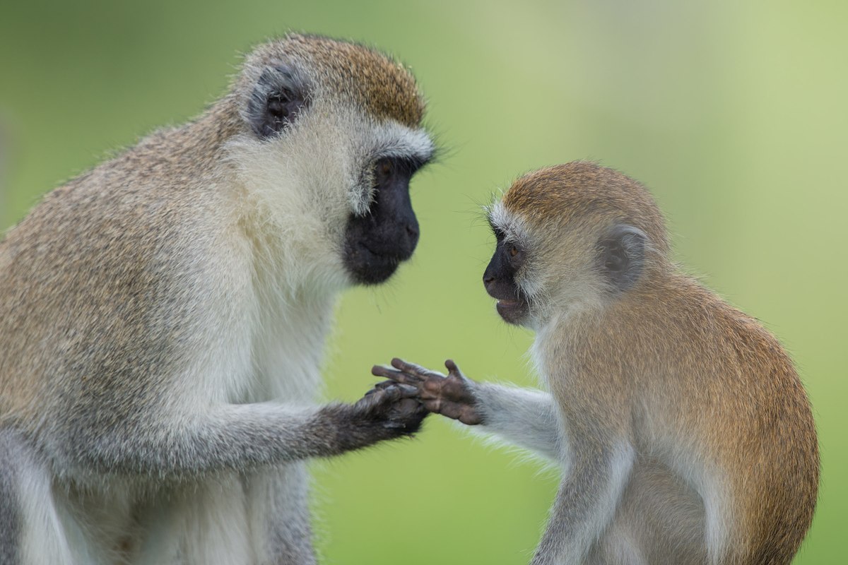 Helping-Hand