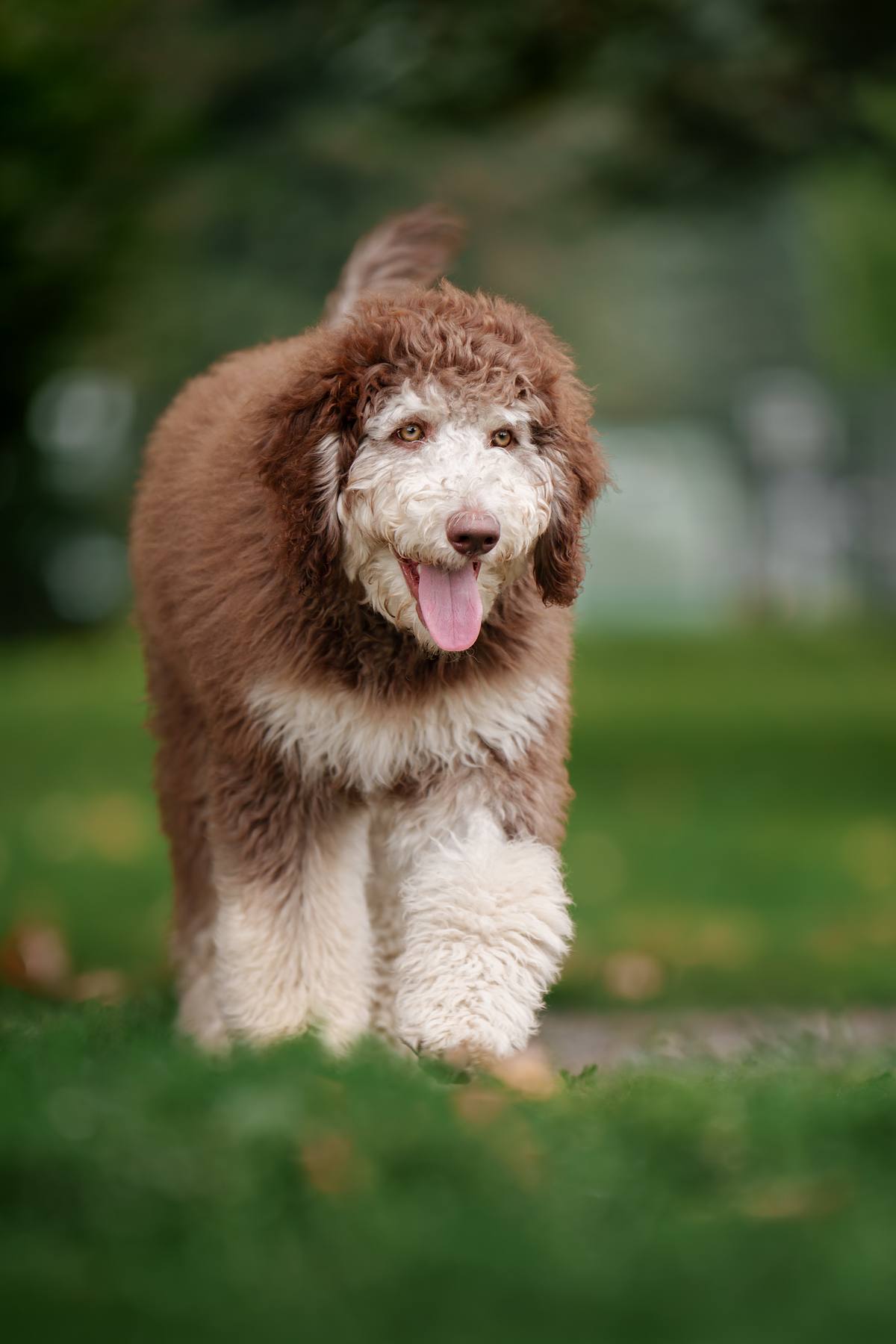Dog walking through the park.