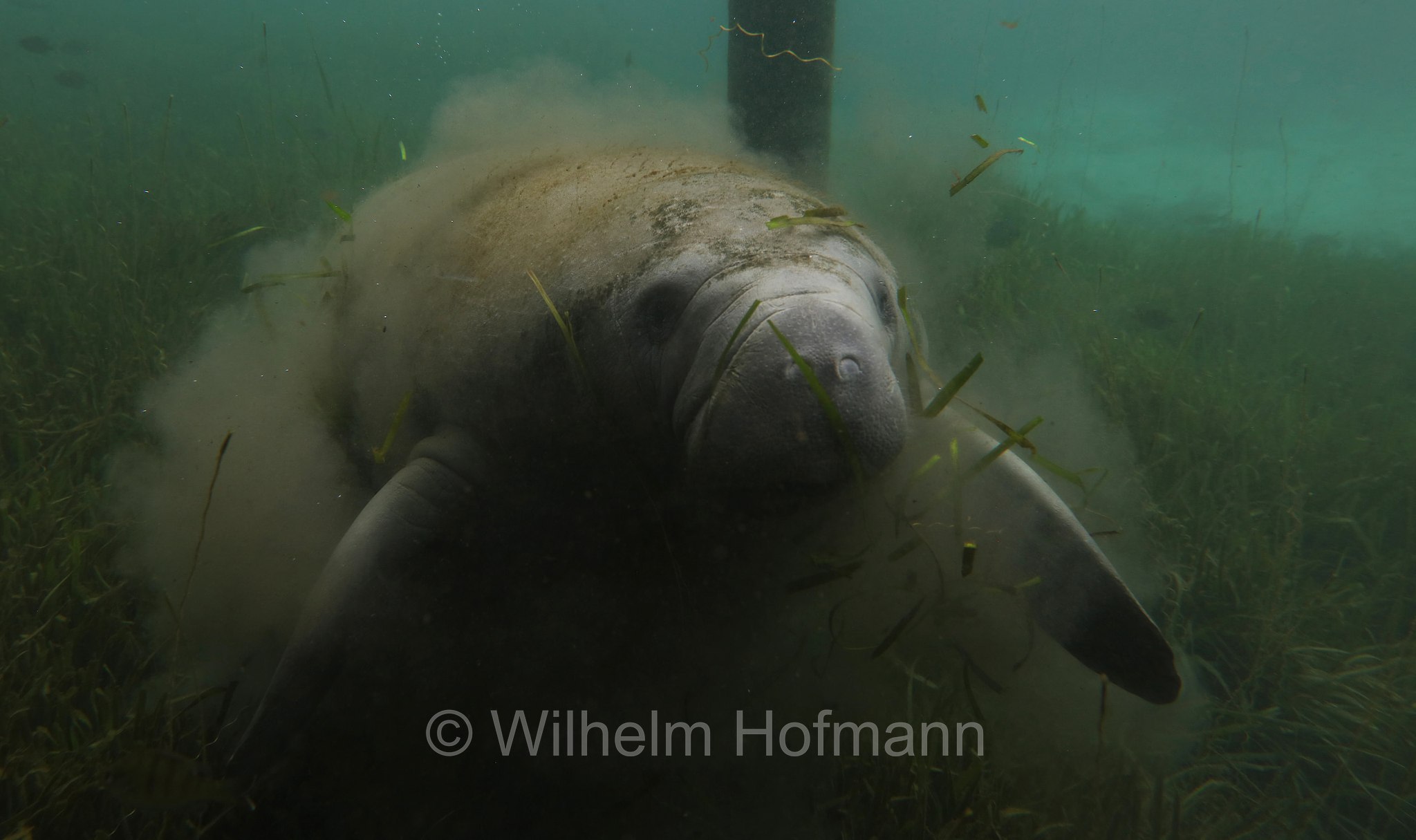 Trichechus manatus latirostris, Florida manatee, Florida-Seekuh, Florida-Manati, lamantino della Florida, manato della Florida, Crystal River, Kings Bay Park, Florida, USA