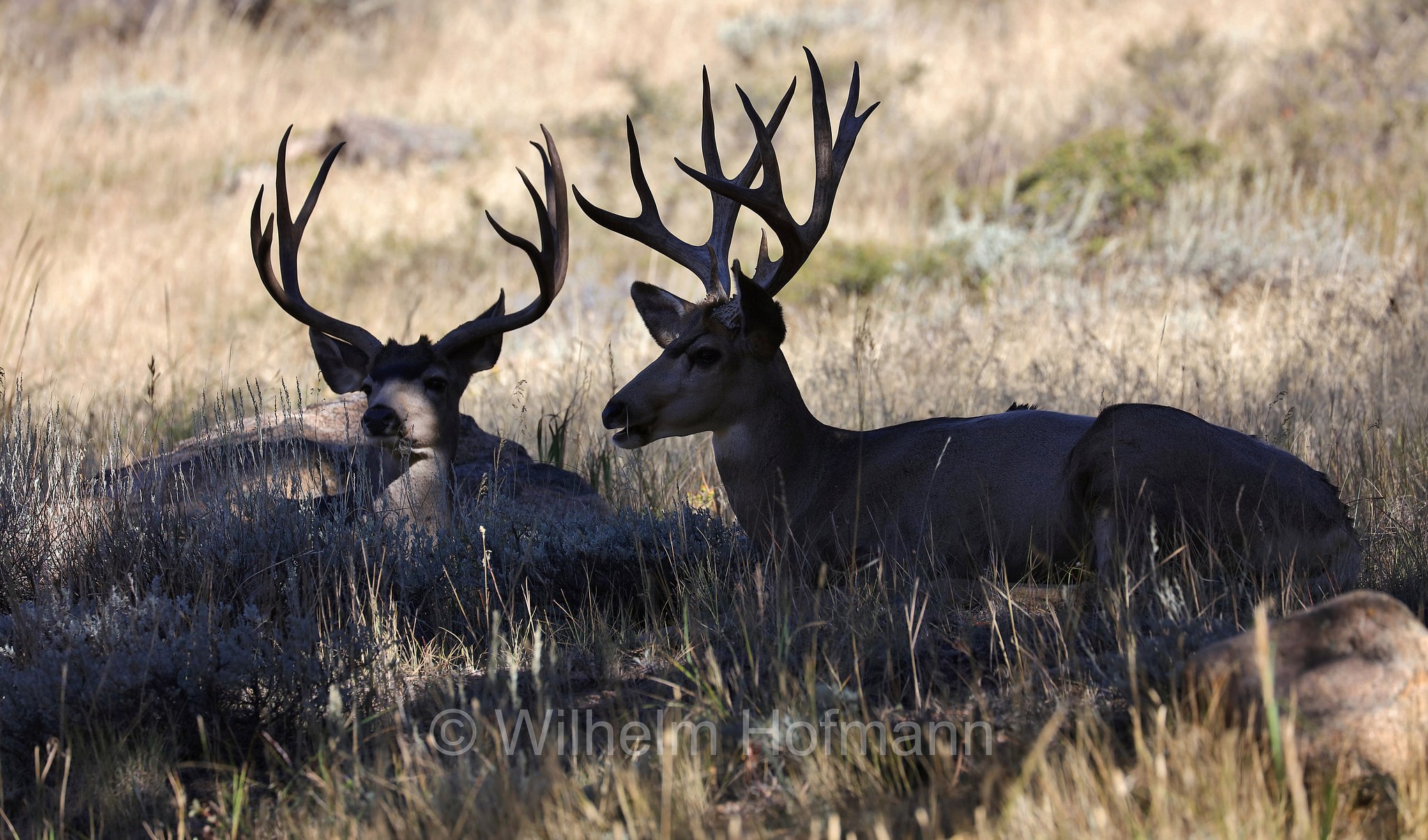Odocoileus hemionus hemionus, Rocky Mountain Mule Deer, Rocky-Mountain-Maultierhirsch, cervo mulo delle Rocciose, ﻿﻿Beaver Meadows, Rocky Mountain National Park, ﻿Rocky-Mountain-Nationalpark, parco nazionale delle Montagne Rocciose, Colorado, USA