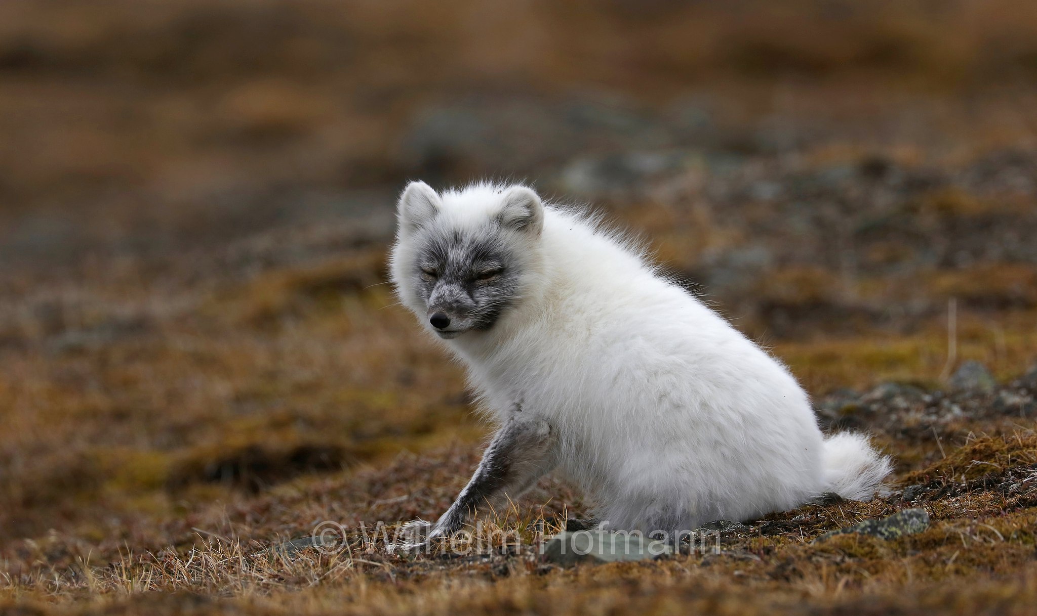 Vulpes lagopus, Alopex lagopus, Arctic fox, white fox, polar fox, snow fox, Polarfuchs, Schneefuchs, Eisfuchs, volpe artica, Björndalen Valley, Svalbard, Spitzbergen, Norway, Norwegen, Norvegia
