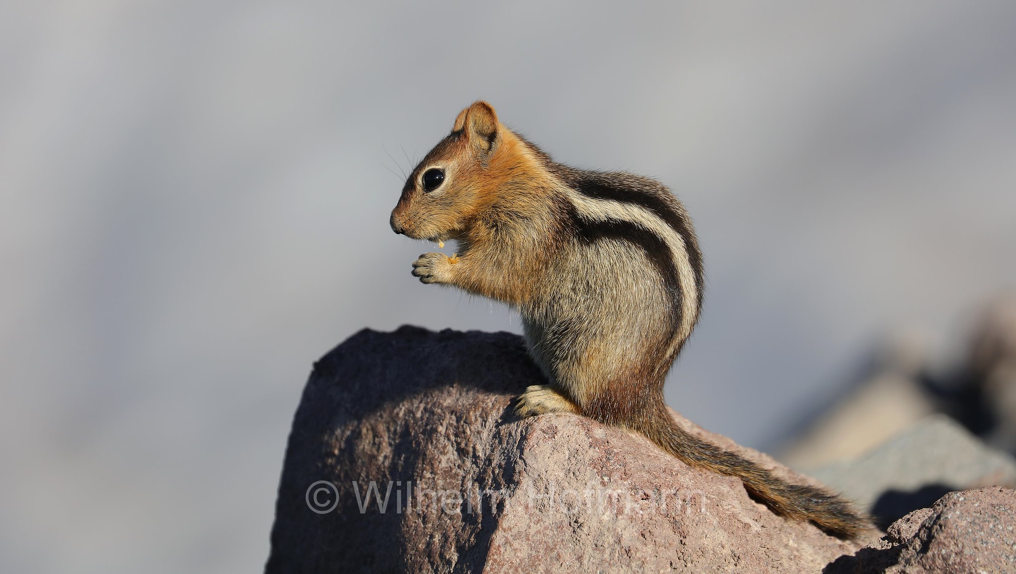 Callospermophilus lateralis, Spermophilus lateralis, golden-mantled ground squirrel, Goldmantelziesel, citello dal mantello dorato, Crater Lake National Park, Crater-Lake-Nationalpark, Parco nazionale del lago Crater, Oregon, USA
