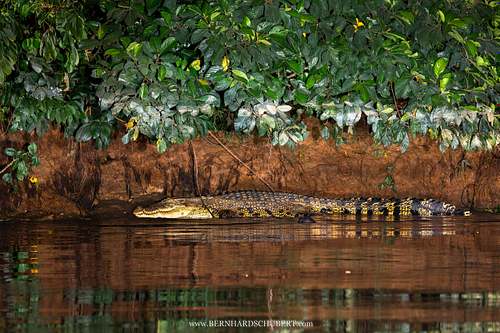 Crocodylus porosus – Leistenkrokodil