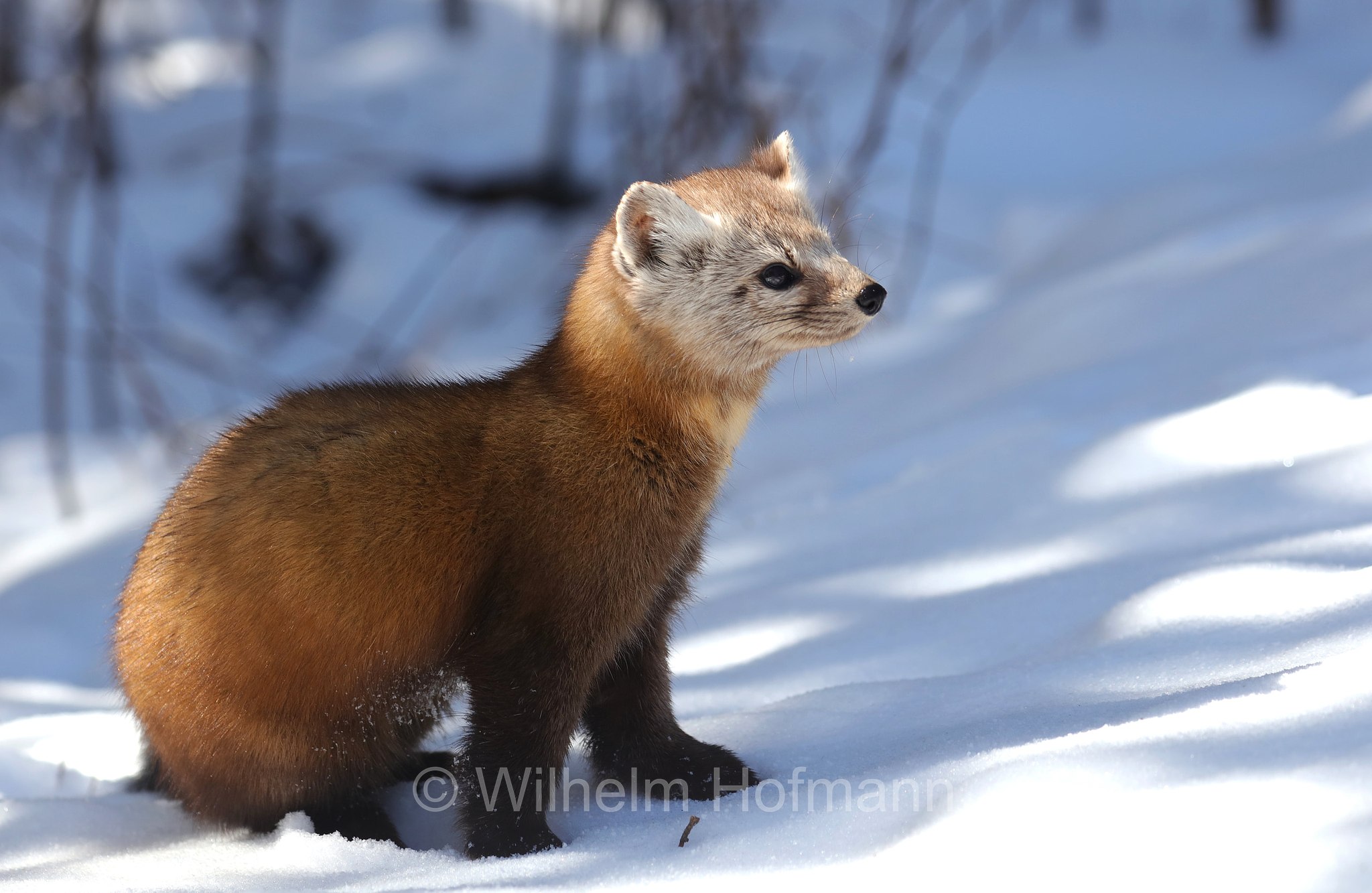 Martes americana, American marten, American pine marten, pine marten, Fichtenmarder, martora americana, Algonquin Provincial Park, Parco provinciale di Algonquin, Ontario, Canada, Kanada