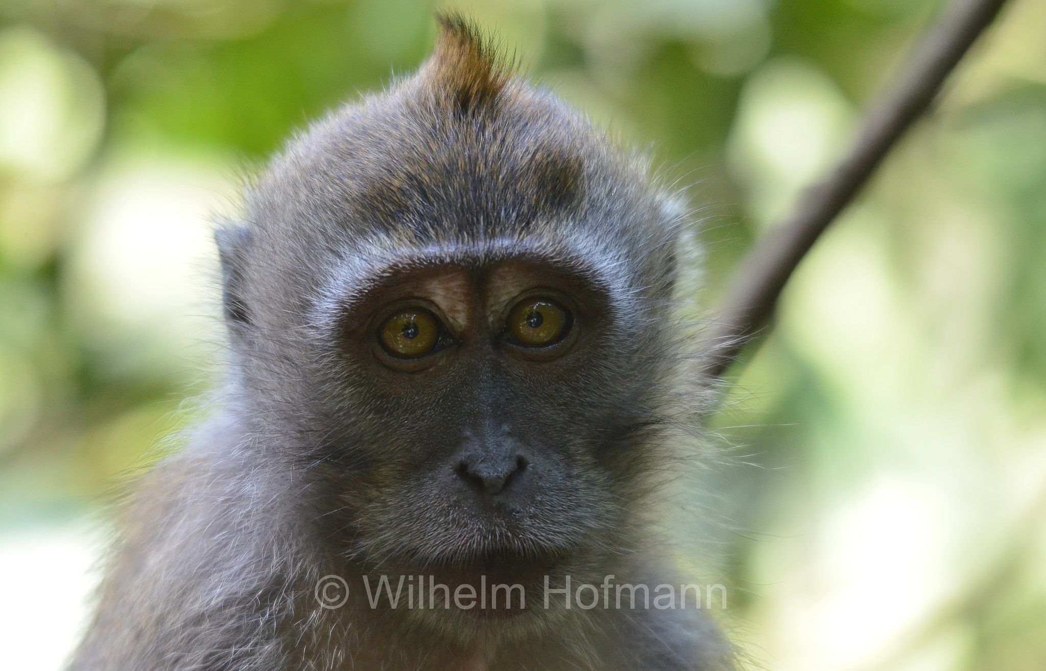 crab-eating macaque, long-tailed macaque, cynomolgus monkey, Javaneraffe, Langschwanzmakak, Krabbenesser, macaco cinomolgo, macaco cancrivoro, macaco mangiagranchi, macaco di Buffon, macaco di Giava, Macaca fascicularis, MacRitchie Reservoir Park, Singapore, Singapur