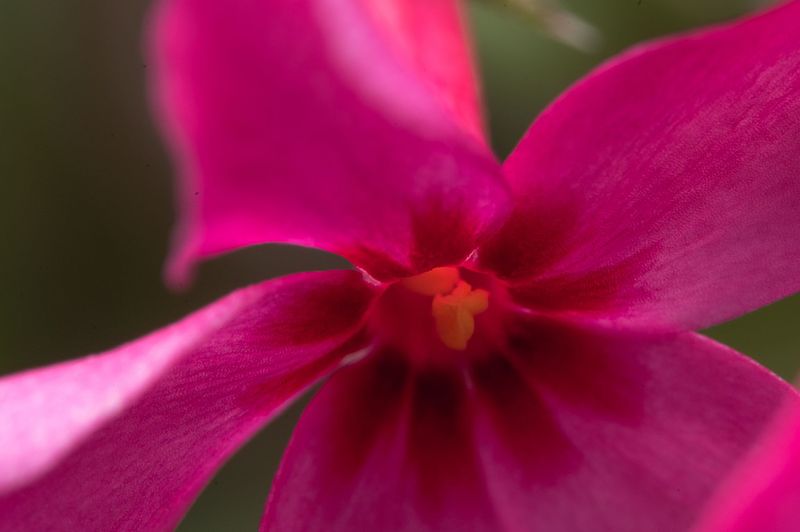 Pretty Flowers