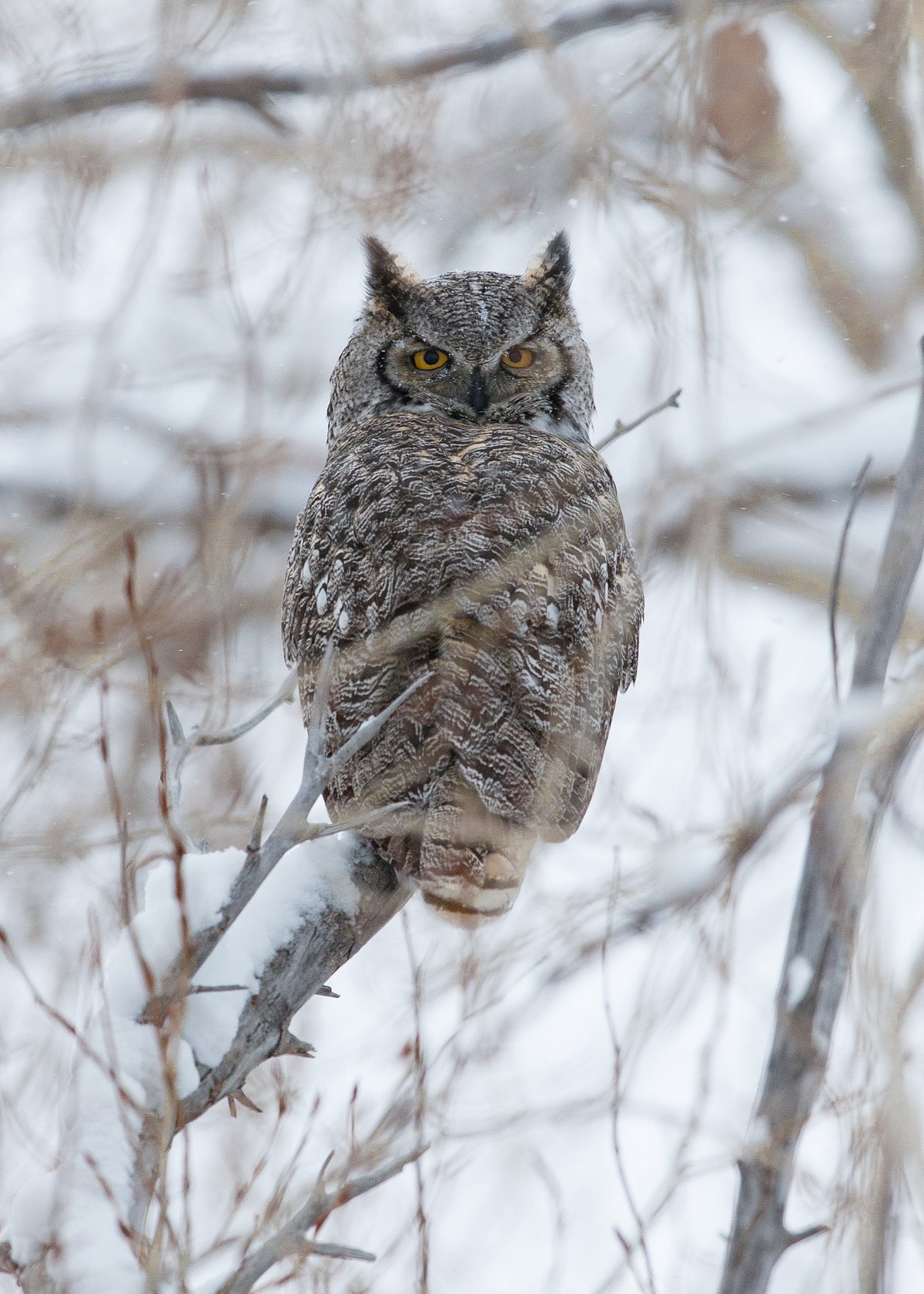 Winter-Owl-in-Cottonwood