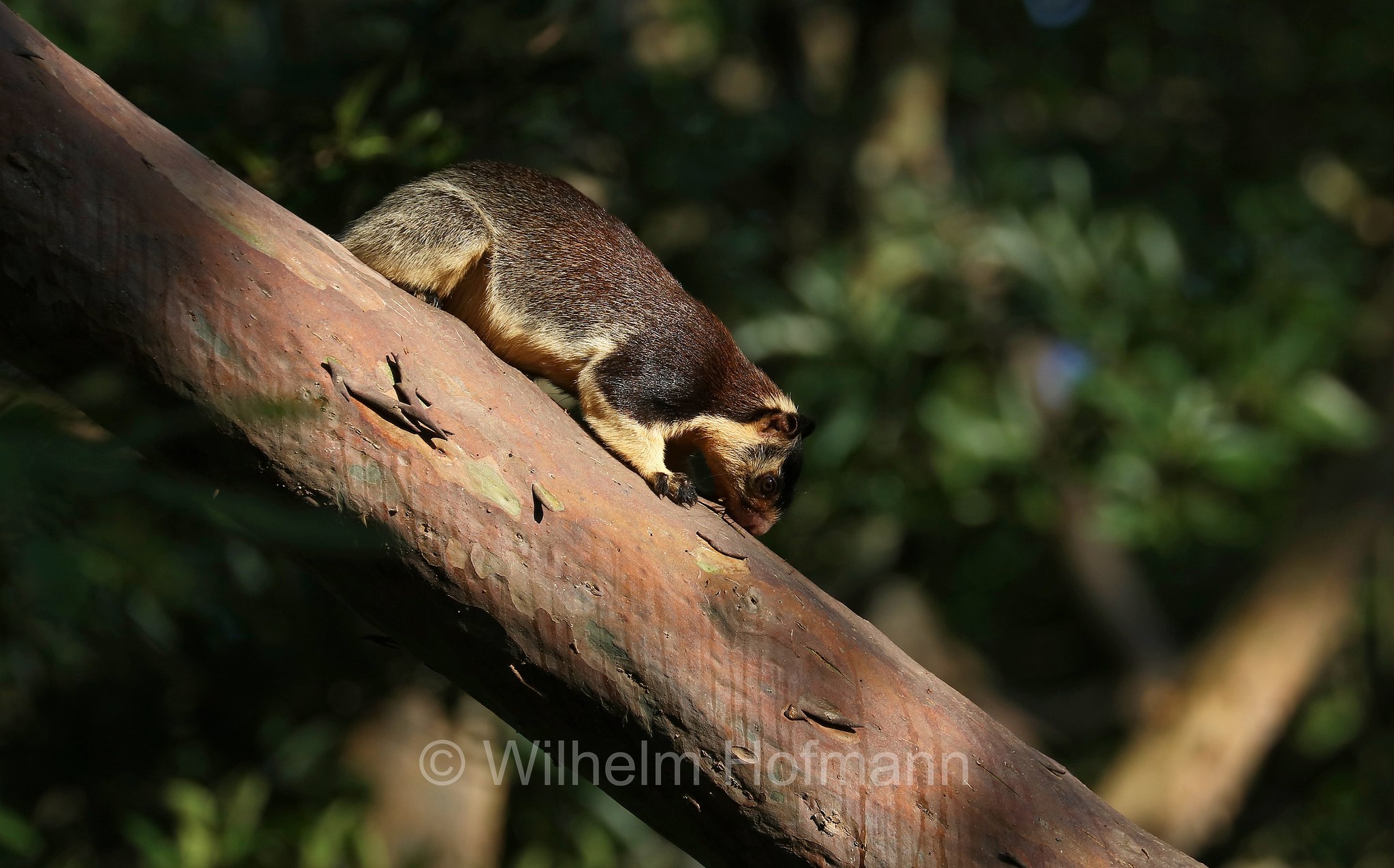 grizzled giant squirrel, Sri-Lanka-Riesenhörnchen, scoiattolo gigante dello Sri Lanka, Ratufa macroura, Udawalawe, Udawalawa, Sri Lanka