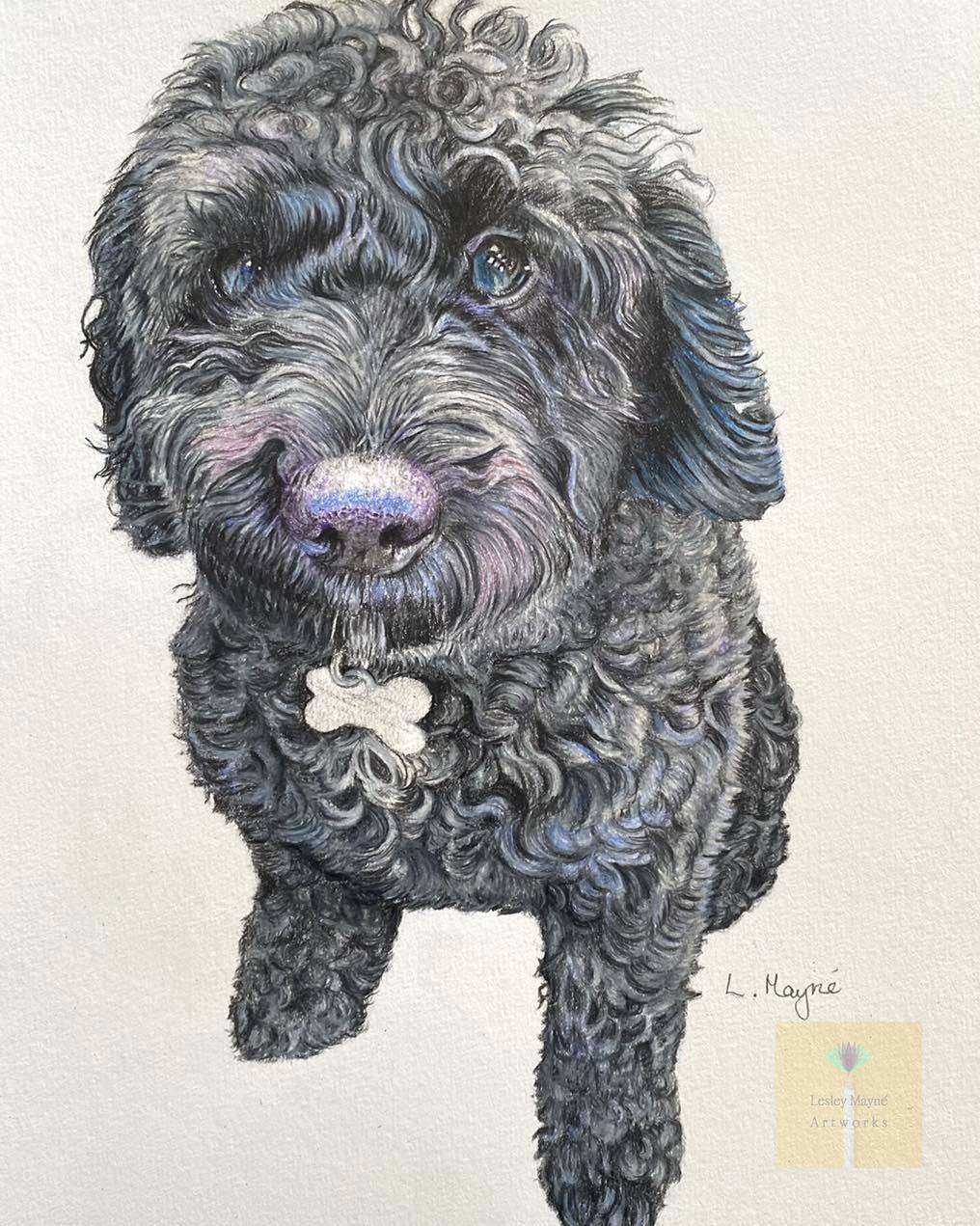 Lesley Mayne Artworks Pet Portrait Black Cockapoo Cockerpoo Pet Portrait  Chester Pet Portrait Artist Commissioned