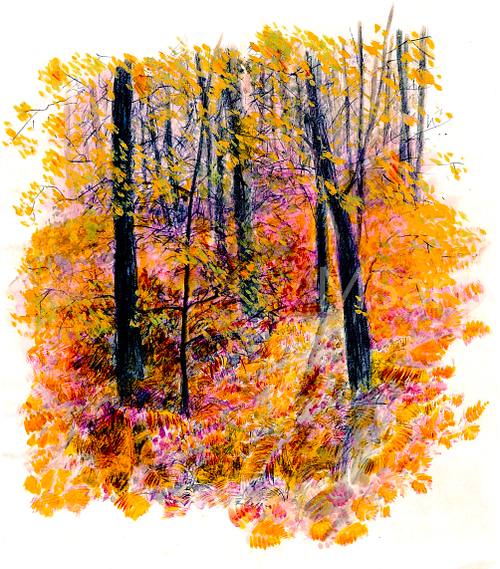 Autumn woodland, trees, ferns