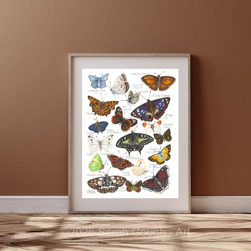 British and European Butterfly Study | Art Print | with Names