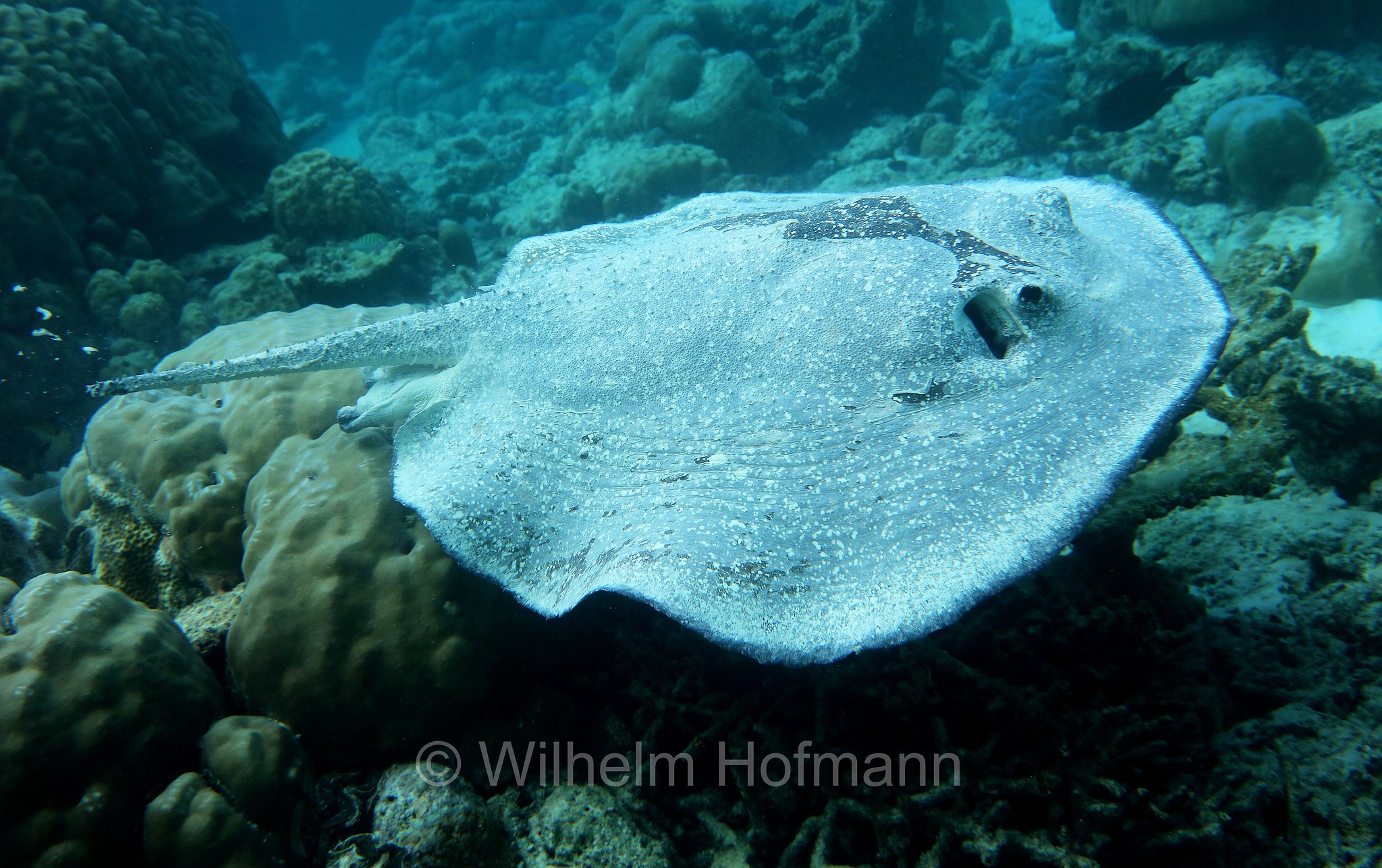 porcupine ray, Igelrochen, pastinaca porcospino, Urogymnus asperrimus, Malediven, Maldives, Maledive, fihalhohi island resort