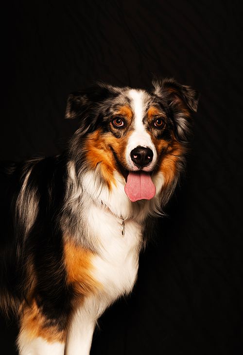pet portraits