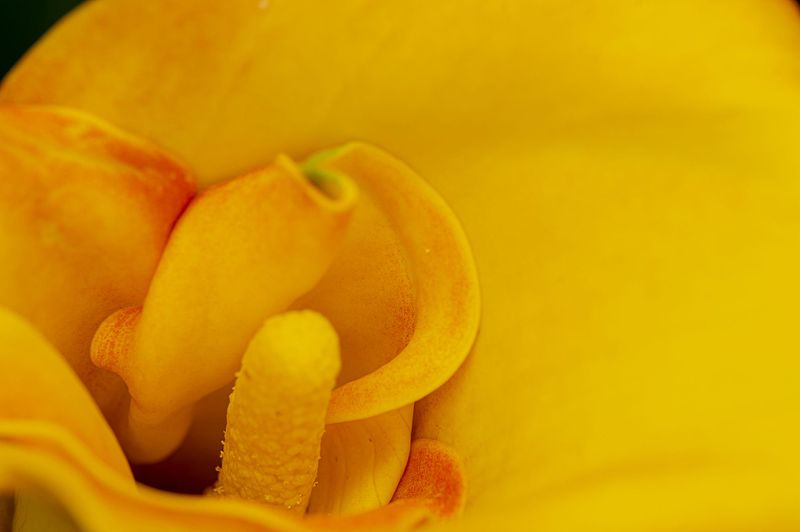 Pretty Flowers