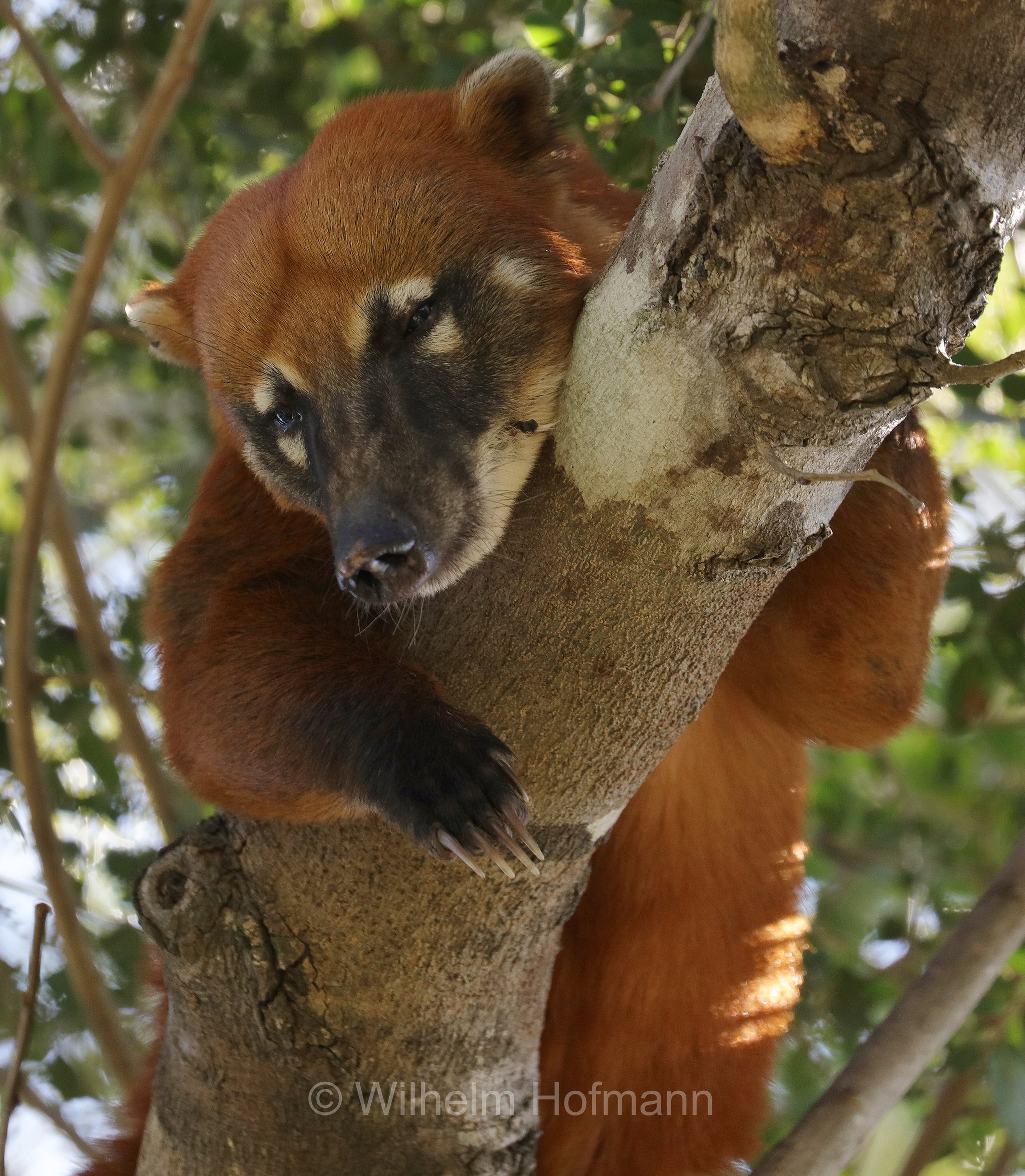 South American coati, ring-tailed coati, brown-nosed coati, Südamerikanischer Nasenbär, coati rosso, nasua rosso, Nasua nasua, Pantanal, Mato Grosso, Brazil, Brasil, Brasile, Brasilien