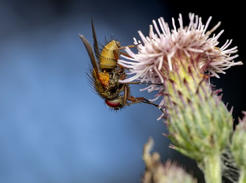 Macro & Proxy Photography