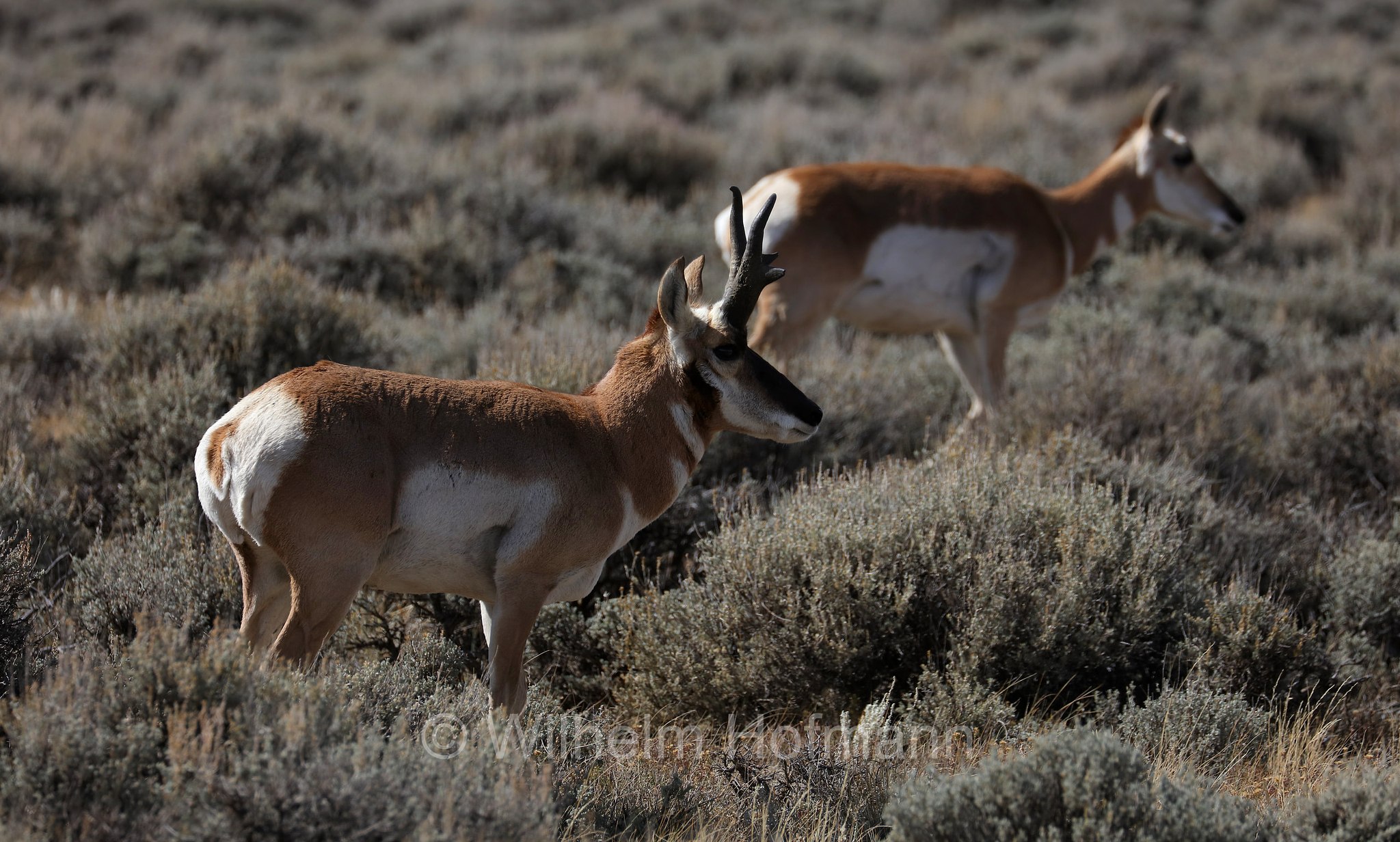Antilocapra americana, pronghorn, American antelope, prong buck, pronghorn antelope, prairie antelope, Gabelbock, Gabelhornantilope, Gabelantilope, Gabelhorntier, Pronghorn, antilocapra, Arapaho National Wildlife Refuge, Colorado, USA