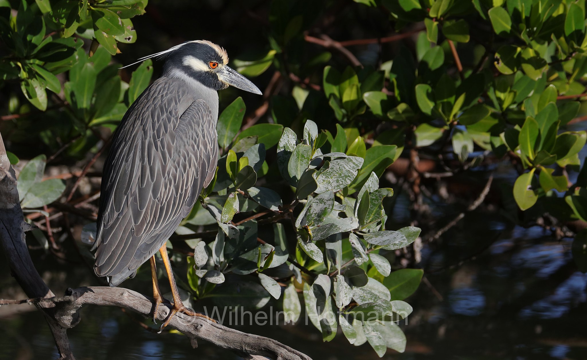 Nyctanassa violacea violacea, yellow-crowned night heron, Krabbenreiher, nitticora capogiallo, Lovers Key State Park, Florida, USA