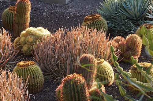 Gomera Gardens