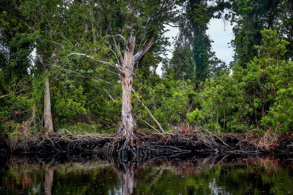 Cruising the Dismal Swamp Canal - North Carolina
