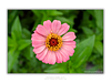 THE ONE - WILDLIFE & NATURE - "Powder Zinnia" - LIMITED EDITION 3 of 5
