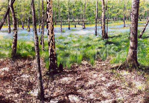 Bluebell wood