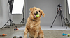 Pack Pet estudio