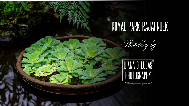 Royal Park Rajapruek. One of Those Places You Just Keep Shooting.