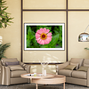 THE ONE - WILDLIFE & NATURE - "Powder Zinnia" - LIMITED EDITION 3 of 5