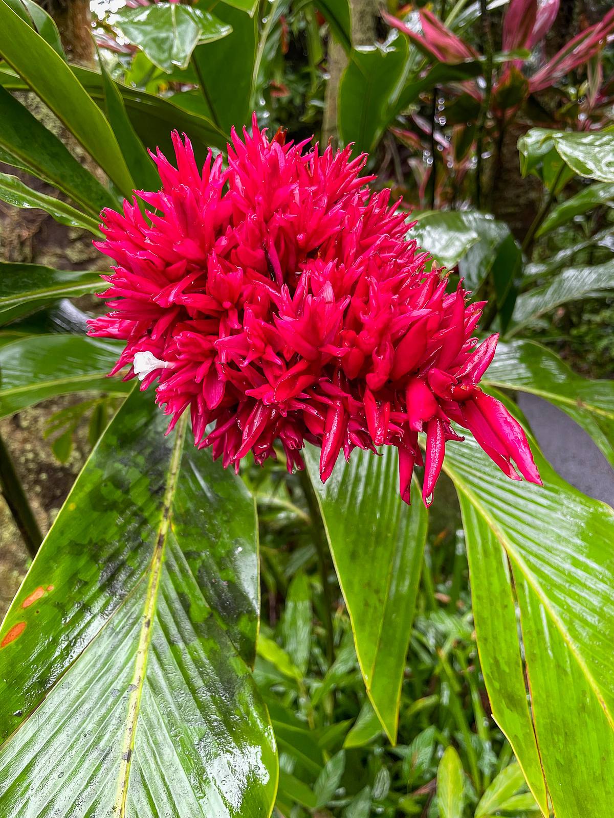 Red Ginger After the Rain