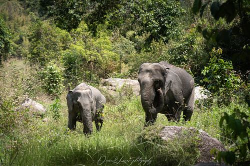 Because Elephants at Home is located outside the city,