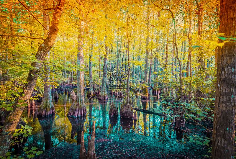 Swamps