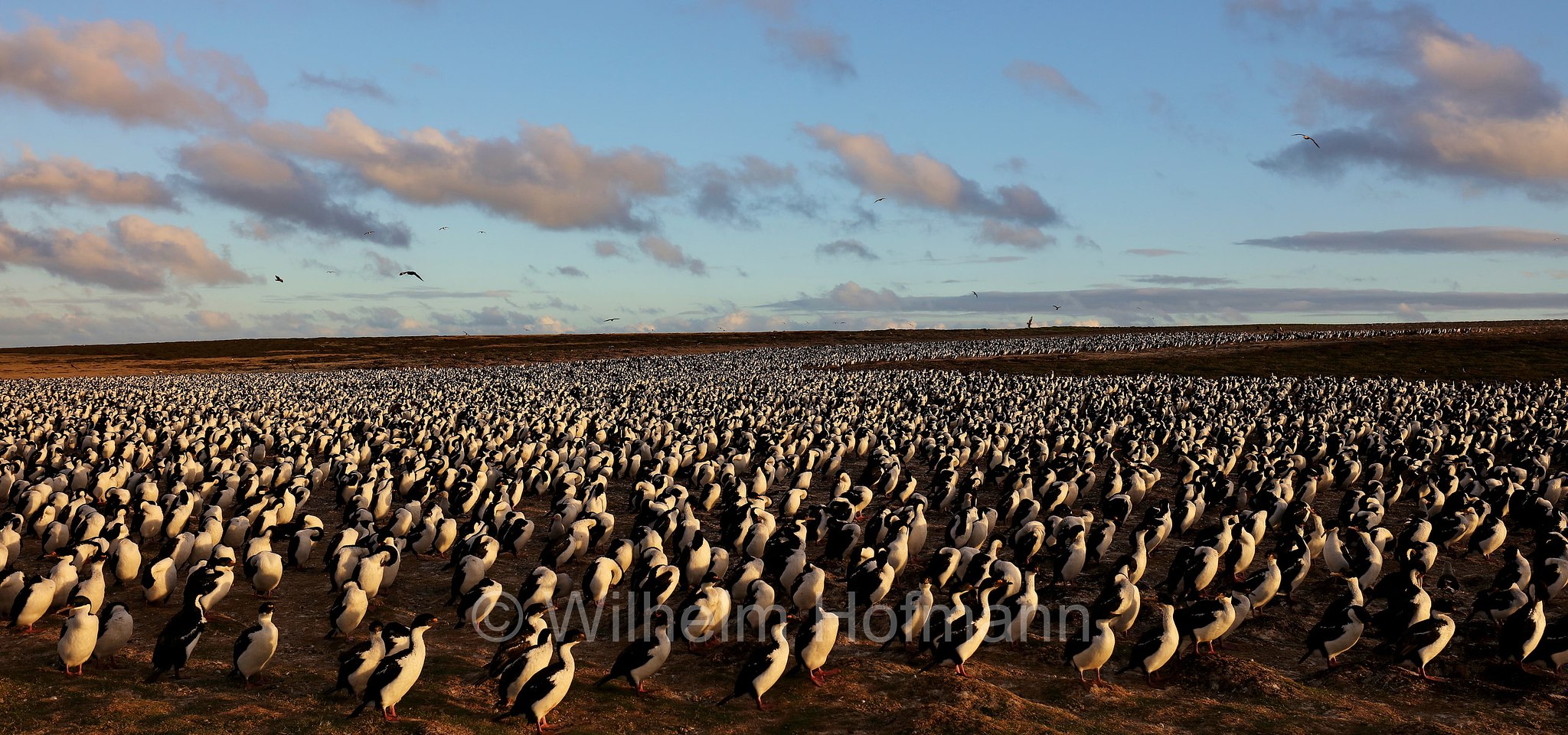 imperial shag, imperial cormorant, blue-eyed shag, blue-eyed cormorant, Blauaugenscharbe, Antarktischer Kormoran, cormorano imperiale, Leucocarbo atriceps, Bleaker Island, Isla María, Falkland Islands, Falklandinseln, Isole Falkland