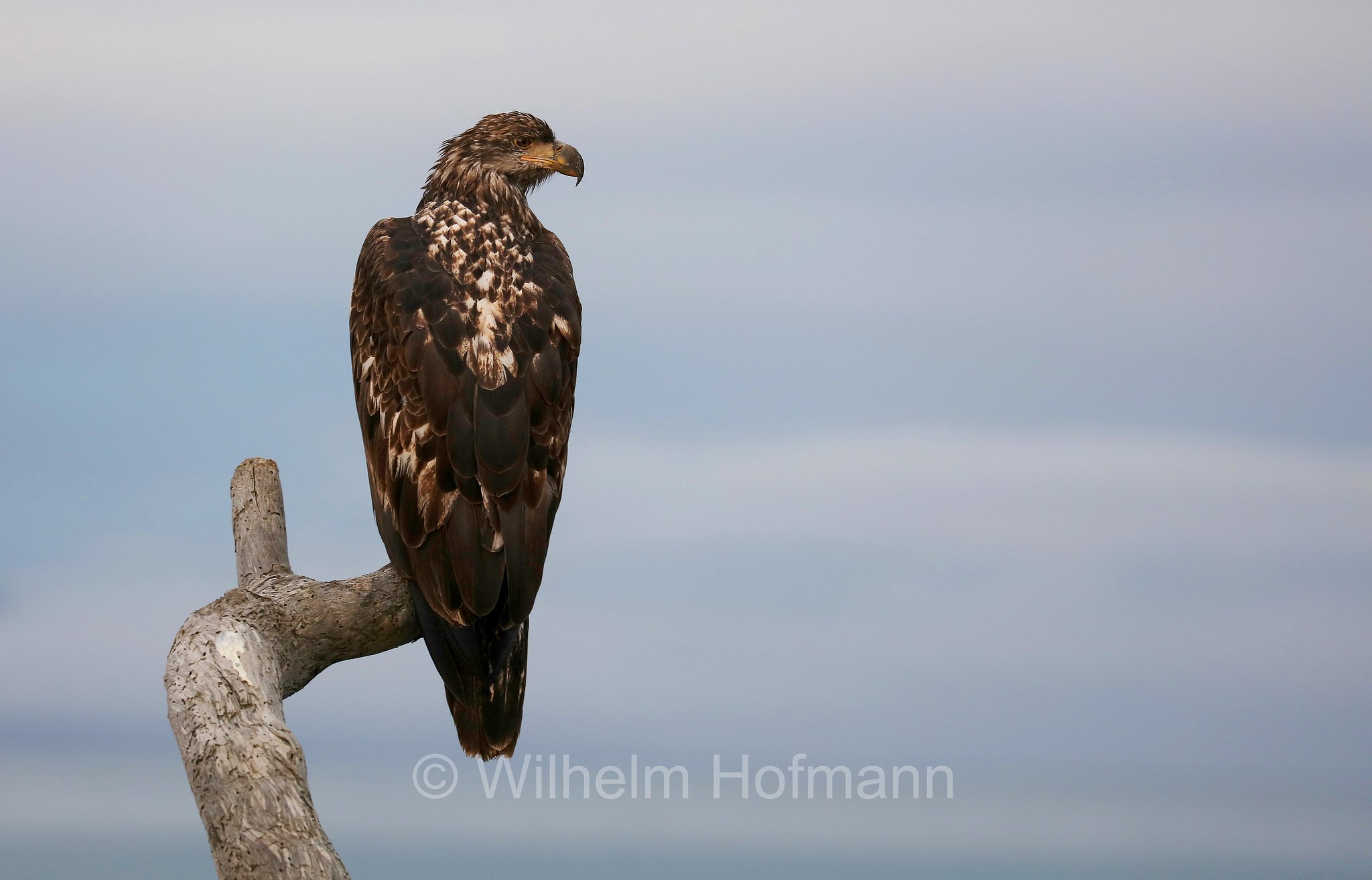 Haliaeetus leucocephalus, bald eagle, Weißkopfseeadler, aquila di mare testabianca, aquila calva, Homer Spit, Kachemak Bay, Kenai Peninsula, Kenai-Halbinsel, Penisola di Kenai, Alaska, USA