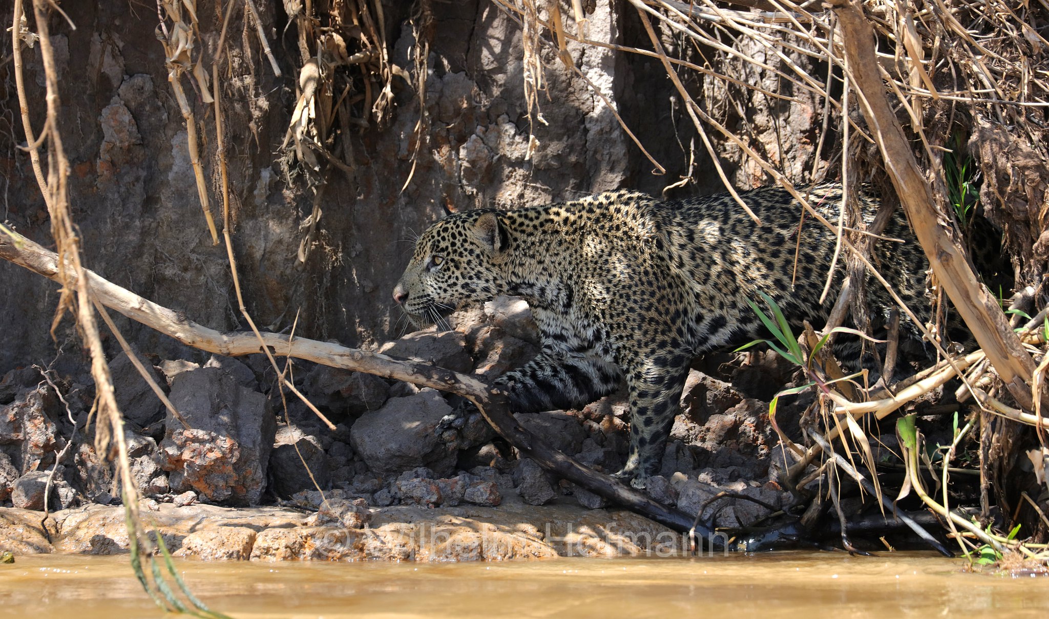 Jaguar, ﻿giaguaro, Panthera onca, Parque Estadual Encontro das Águas, Pantanal, Mato Grosso, Brazil, Brasil, Brasile, Brasilien