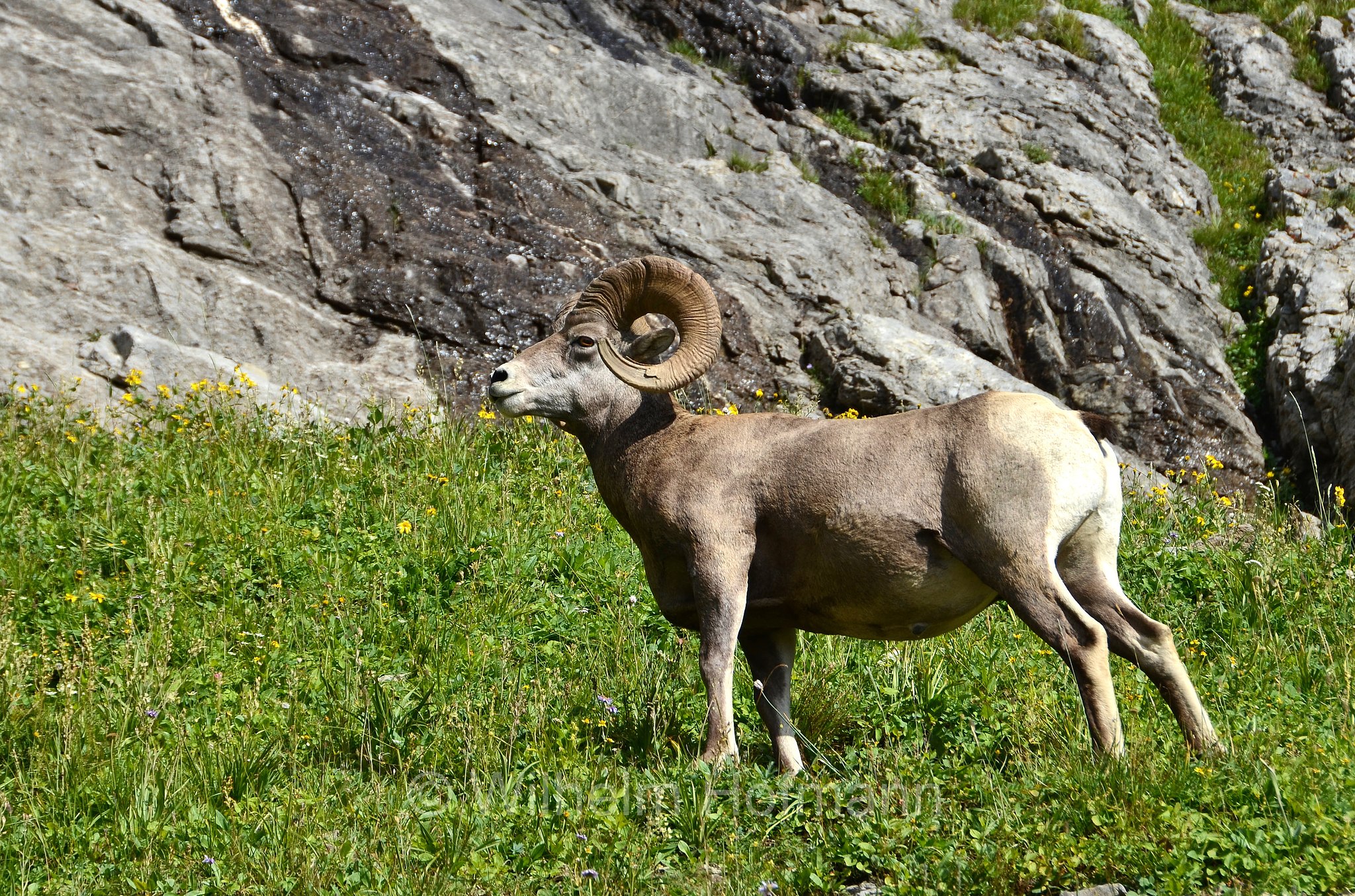 Ovis canadensis canadensis, Rocky Mountain bighorn sheep, Rocky-Mountains-Dickhornschaf, bighorn delle Montagne Rocciose, Highline Trail, Glacier National Park, Glacier-Nationalpark, parco nazionale dei ghiacciai, Montana, USA