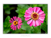 THE ONE - WILDLIFE & NATURE - "Pink Zinnia" - LIMITED EDITION 3 of 5