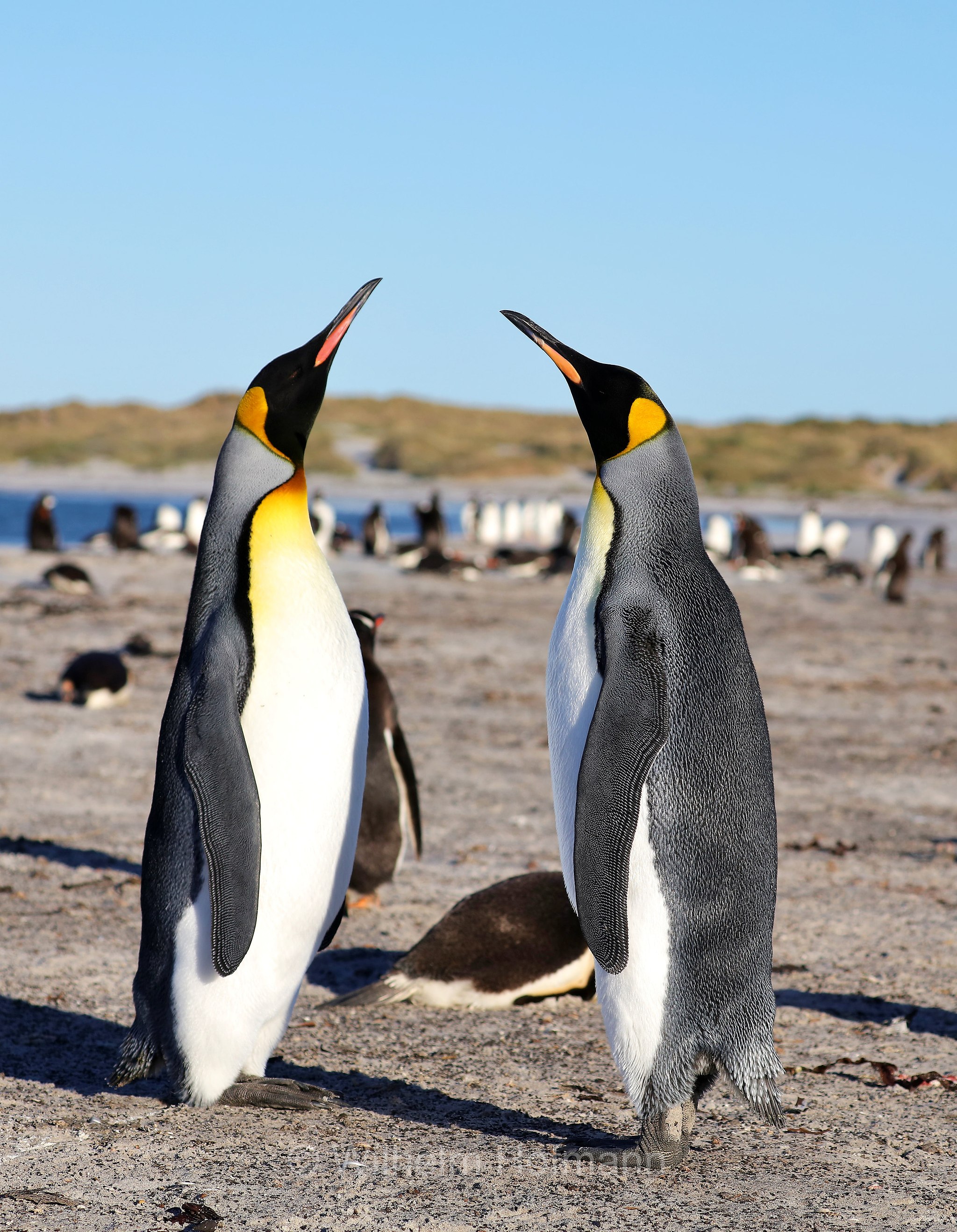 king penguin, Königspinguin, pinguino reale, Aptenodytes patagonicus, Sealion Island, Sea Lion Island, Isla de los Leones Marinos, Falkland Islands, Falklandinseln, Isole Falkland