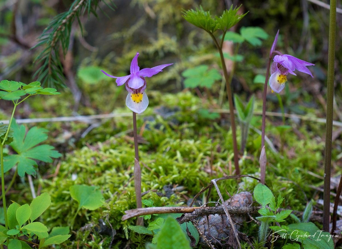 Calypso Orchid