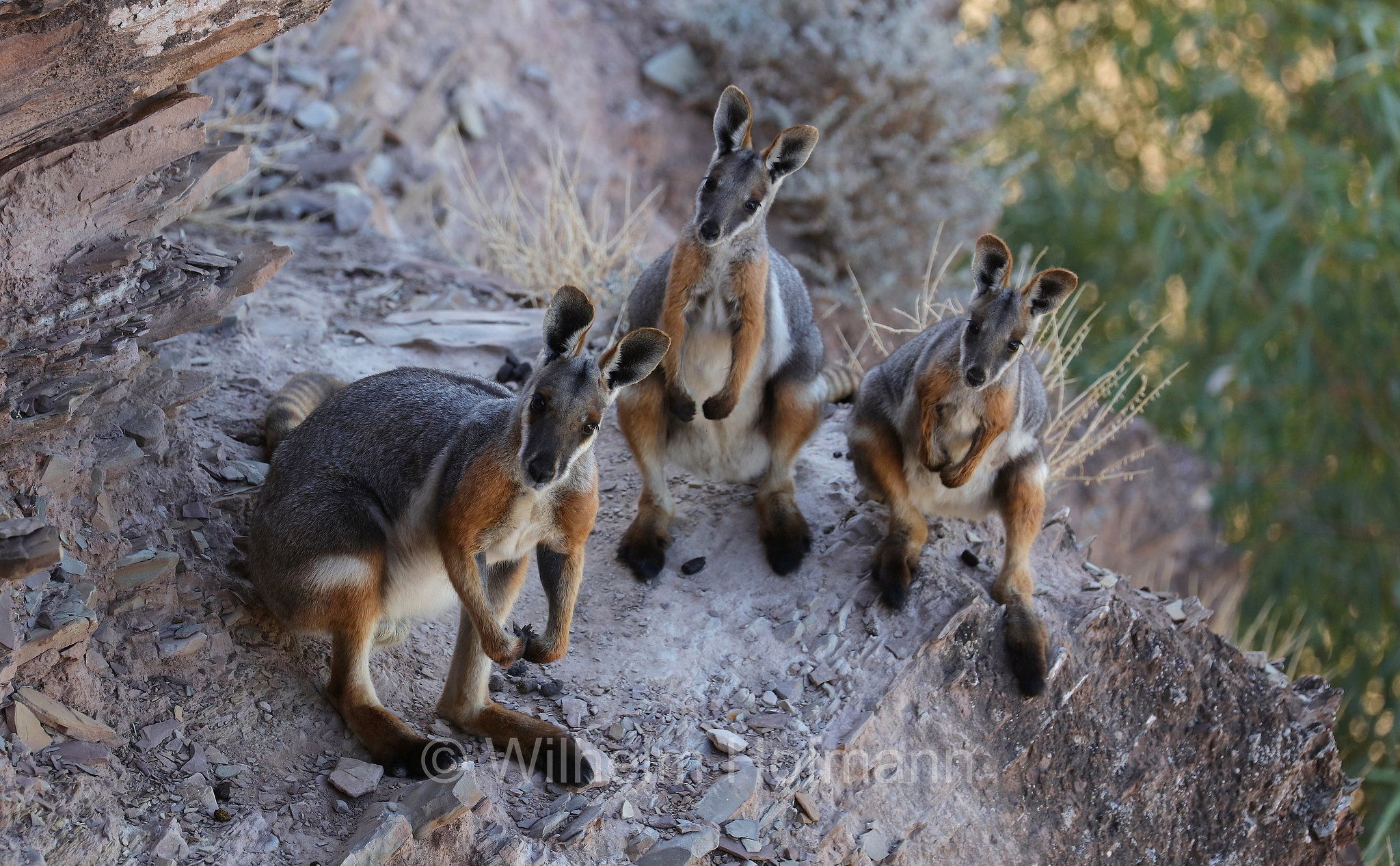 yellow-footed rock-wallaby, ring-tailed rock-wallaby, Gelbfuß-Felskänguru, wallaby delle rocce dai piedi gialli, Petrogale xanthopus, Brachina Gorge, Ikara–Flinders Ranges National Park, Ikara-Flinderskette-Nationalpark, parco nazionale Monti Flinders, South Australia, Südaustralien, Australia Meridionale, Australia, Australien