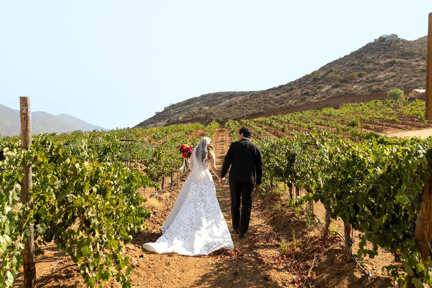 Bride and groom walking hand in hand through a vineyard in Valle de Guadalupe, Baja California