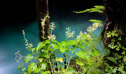 Ufervegetation