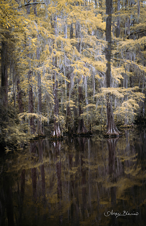 Golden Haze Moments